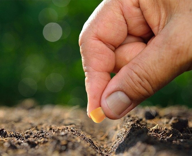 Condizioni di semina ottimali (momento di semina e preparazione del terreno)